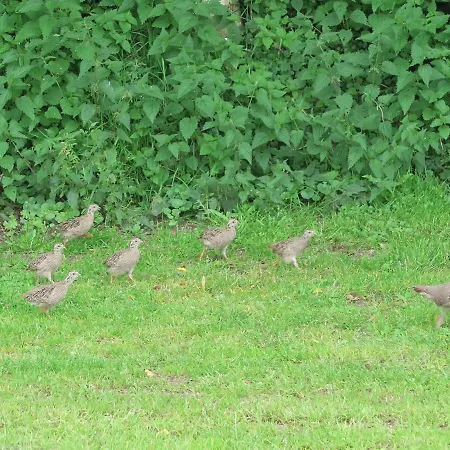 Aldoerrum Hoevelogementen * Aarle-Rixtel