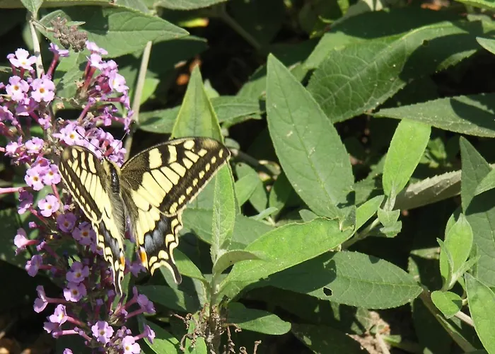 Apartment Aldoerrum Hoevelogementen Aarle-Rixtel