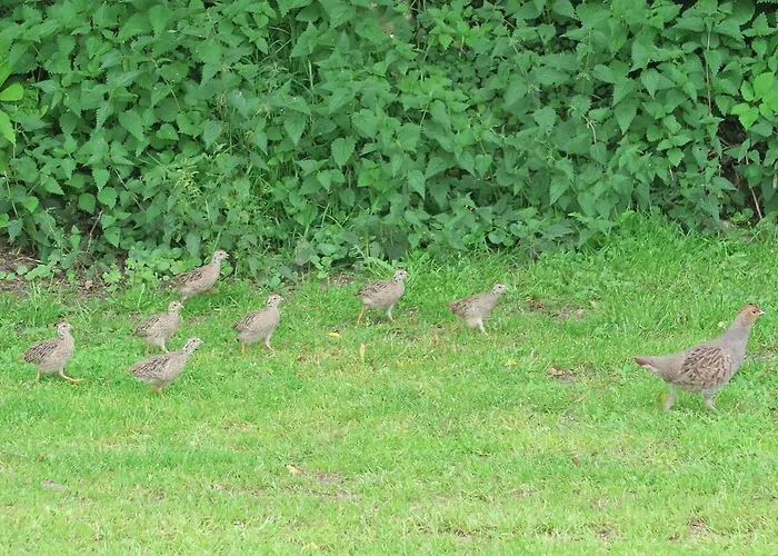 Aldoerrum Hoevelogementen * Aarle-Rixtel
