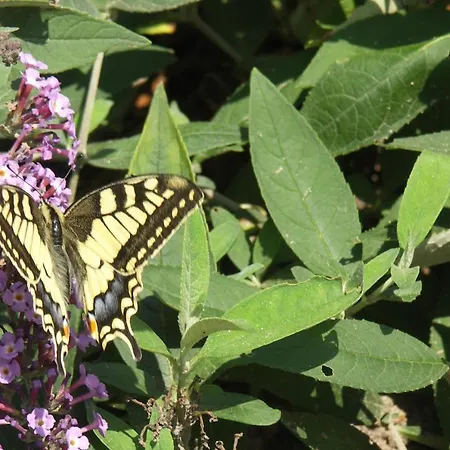 Daire Aldorrum Hoevelogementen Aarle-Rixtel